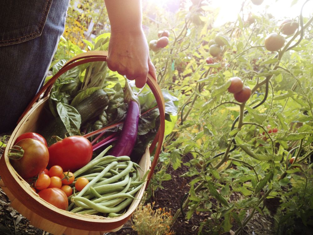 person carrying a basket of picked garden vegetables